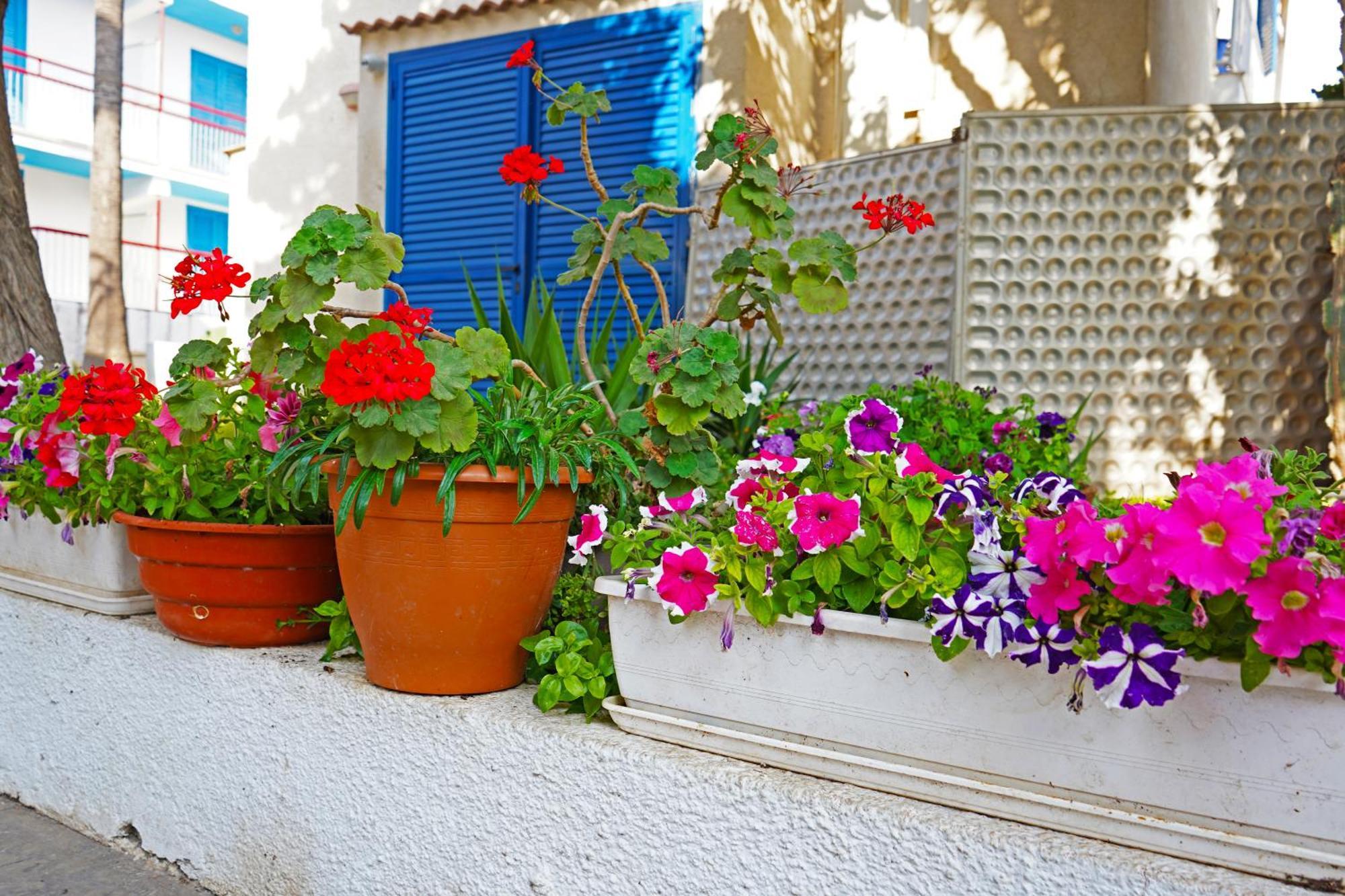 Green Bungalows Hotel Apartments Ayia Napa Exteriér fotografie